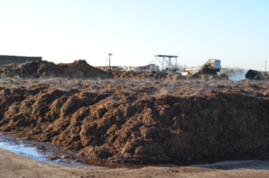 Le compost en fermentation est un mélange de fumier de cheval et de paille.