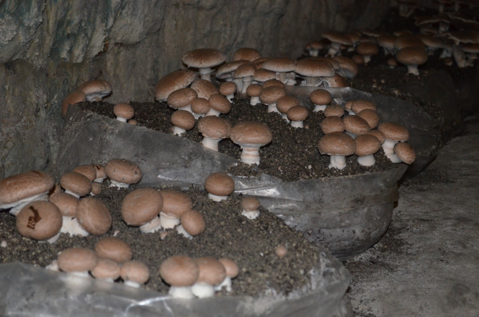 Cette culture est utilisée à la cave vivante du champignon essentiellement pour la variété blonde du champignon de Paris.