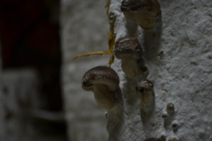 Le shiitake est le plus cultivé en Extrême-Orient, depuis fort longtemps au Japon et en Chine.