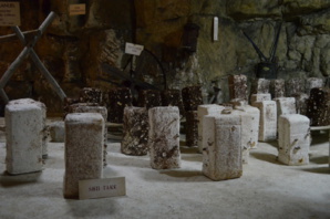 La mise en place des blocs de shiitake se fait manuellement dans la cave.