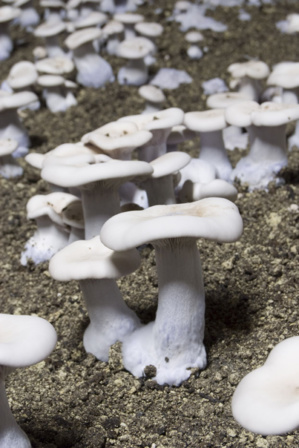 Le pied bleu ou Lépista nuda, est un champignon difficile à produire mais il est très apprécié des amateurs.