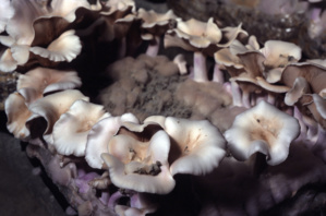 La méthode de culture du pied bleu est quasi similaire à celle du champignon de Paris.