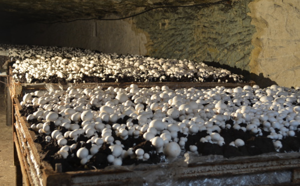 Culture du champignon  La Cave vivante du champignon - Le Puy-Notre-Dame  (49)