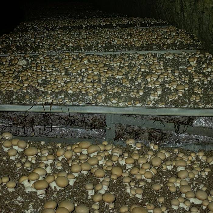 LE CHAMPIGNON DE COUCHE APPELÉ AUSSI CHAMPIGNON DE PARIS