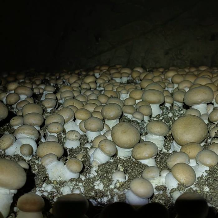 LES CONDITIONS DE CULTURE DU CHAMPIGNON DE PARIS