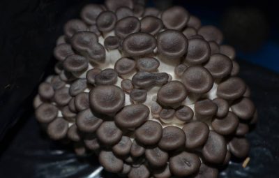 À travers de nombreux trous, les bouquets se forment. Jour 3.