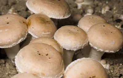 Agaricus campestris est comme Agaricus bisporus un champignon de couche.