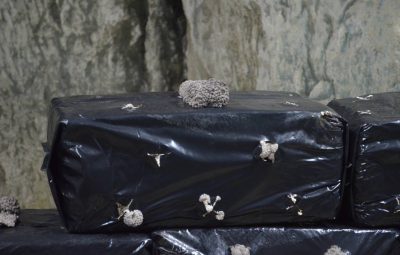 Après environ 3 semaines d'incubation, les pleurotes pointent le bout de leur chapeau. Jour 1.