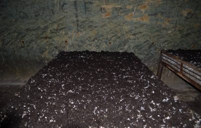 Après environ deux à trois semaines d'incubation, les primordias, les premiers champignons font leur apparition en surface.