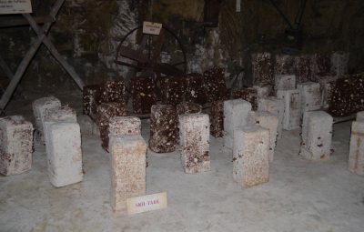 Au fur et mesure de la culture du shiitaké les blocs passent du blanc au marron.