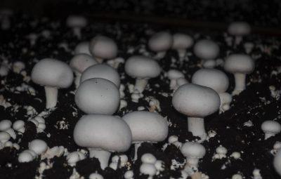 Bientôt la fin de la cueillette.