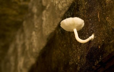 Ce champignon domine les autres. En effet, il pousse sur un coffrage en bois à deux mètres de hauteur.