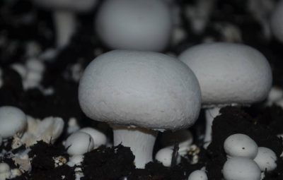 Ce champignon sera d'une qualité et d'un goût exceptionnels, aussi bien cru que cuit.