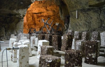 Ces blocs de substrat sont un mélange de paille et de sciure de chêne.