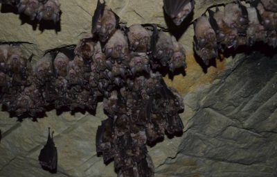 Ces petits chiroptères se trouvent par centaines dans des galeries bien connues au Puy-Notre-Dame.