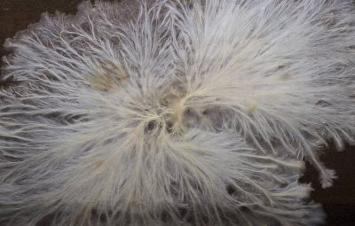 Cette moisissure que les champignonnistes appellent toile peut aussi se trouver sur les champignons, les faisant pourrir.