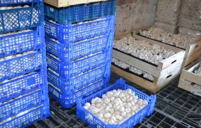 Champignons de Paris en pieds coupés pour les restaurants et les magasins.