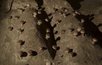 Culture assez semblable à des petits sillons d'asperges.