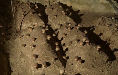 Culture utilisée au Puy-Notre-Dame dès 1900.
