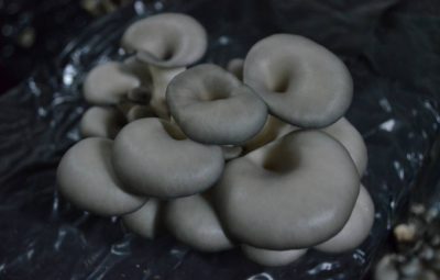 De jour en jour le pleurote s'éclaircit pour devenir gris et enfin être cueilli. Jour 5.