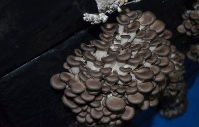 Des dizaines de petits pleurotes se forment mais tous ne pourront pas grossir. Jour 3.