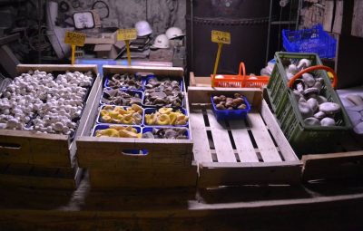 Différentes gammes de champignons frais sont disponibles à la Cave Vivante du Champignon.