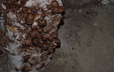 En cuisine, le shiitaké est un excellent champignon avec des propriétés nutritives remarquables.