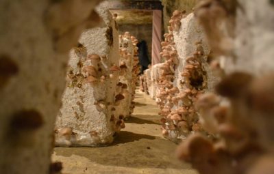 Immersion dans la culture du shiitaké.