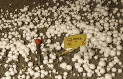 La 1ère volée est finie. Une petite semaine de repos et la 2ème volée repart de plus belle.