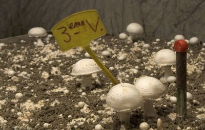 La 3ème volée : avec moins de champignons, cette volée permet en partie de récolter les fameuses galipettes du Père Jules.