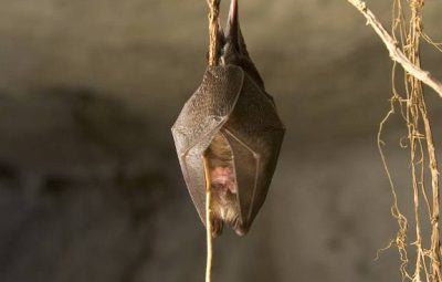La chauve-souris, ou chiroptère, est la meilleure amie du champignonniste.