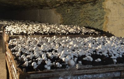 La cueillette se fera toujours de façon manuelle pour un champignon frais et de qualité.