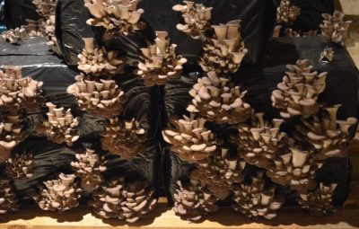 La cueillette se prépare. Jour 4.