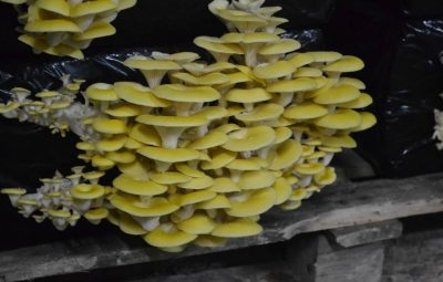 La culture du pleurote jaune ressemble à celle du Pleurotus pulmonarius, pleurote marron.
