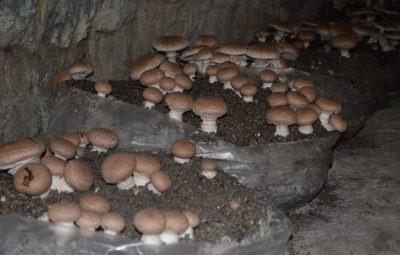 La culture en sacs est utilisée au Puy-Notre-Dame à partir de 1970.