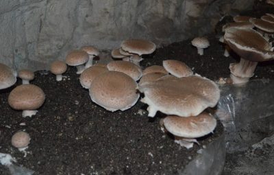 La méthode de culture du petit Rosé se fait en majeure partie en sacs.