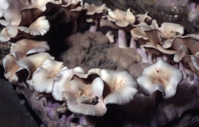 La méthode de culture du Pied bleu est quasi similaire à celle du champignon de Paris.