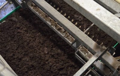 La terre de gobetage est déposée sur le compost ensemencé.