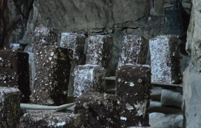 Le blanc de champignon disparaît au fil du temps.