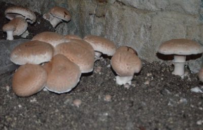 Le champignon blond est aussi appelé Rosé des prés, ou petit Rosé, et il pousse où ? Dans les prés bien sûr, enfin en partie.