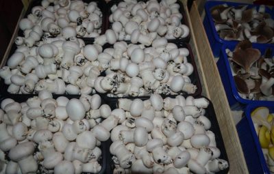 Le champignon de Paris.