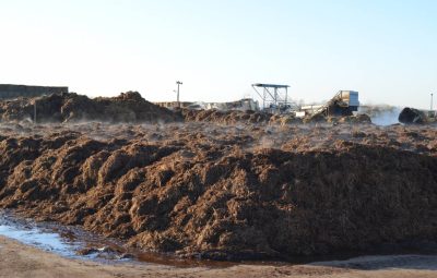 Ce compost en fermentation est un mélange de fumier de cheval et de paille.