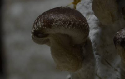 Le Lentin du Chêne, Lentinula Edodes, est aussi appelé Lentin comestible, Shiitake ou Shiitaké.