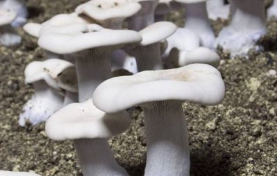 Le Pied bleu ou Lepista Nuda est un champignon difficile à produire, très apprécié des amateurs.