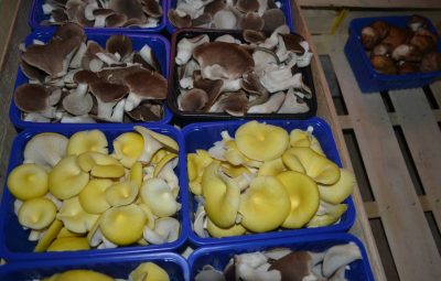 Le pleurote et le pleurote jaune.