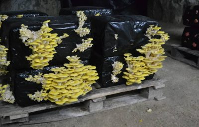 Le pleurote jaune est très apprécié des amateurs de champignons sylvestres.