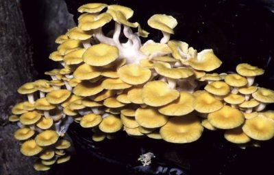 Le Pleurotus citrinopileatus est l'une des variétés les plus aromatiques chez les pleurotes.