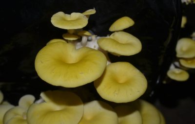 Le Pleurotus citrinopileatus perd sa belle couleur à la cuisson. Son goût est légèrement anisé.