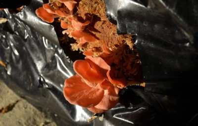 Le Pleurotus djamor, ou pleurote de l'amour, très joli, perd sa belle couleur à la cuisson.