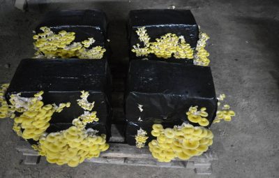 Le rendement du pleurote jaune n'est jamais très élevé.